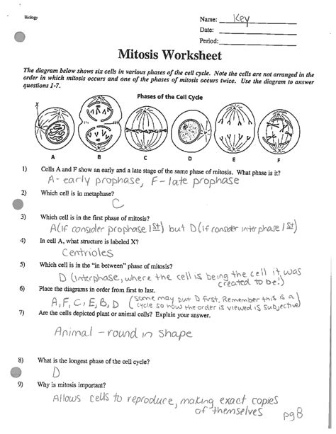 mitosis matching worksheet answer key